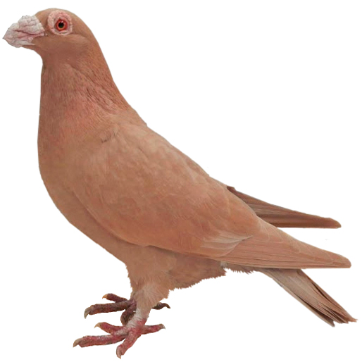 Dragoon Pigeon